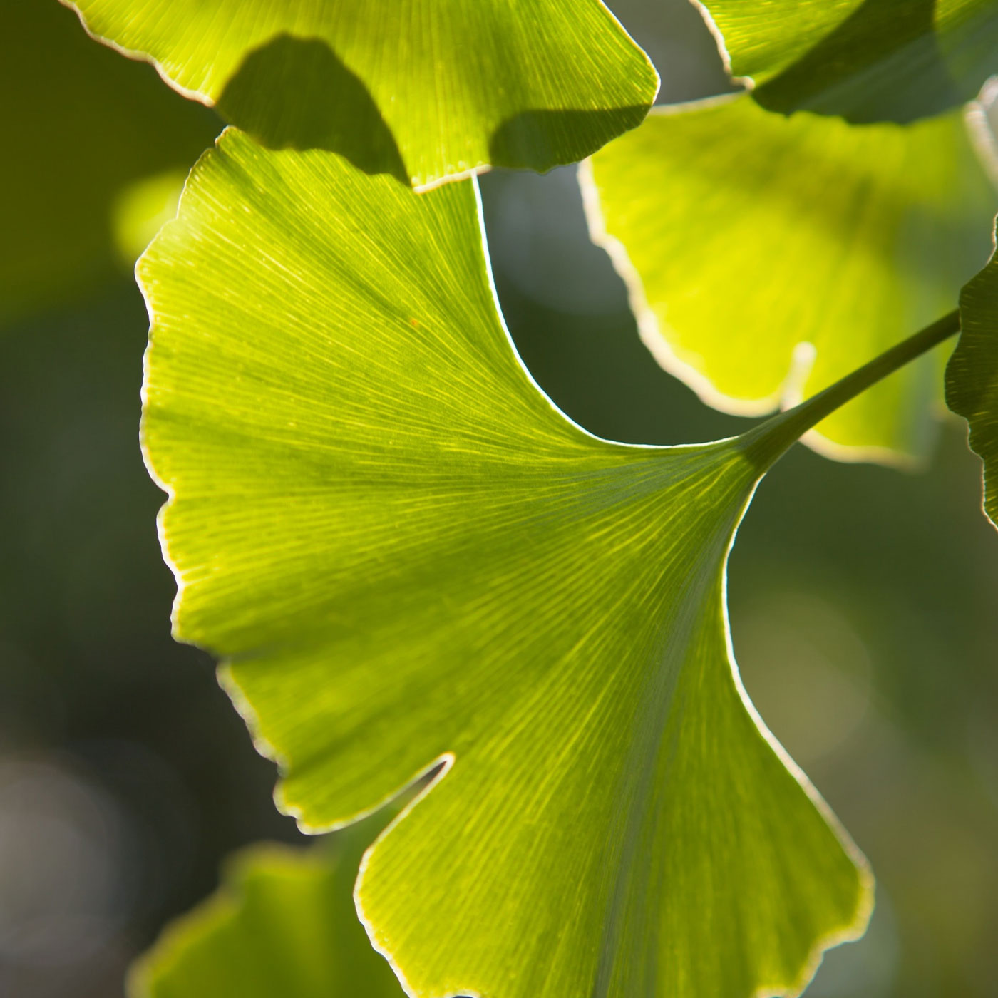 Ginkgo