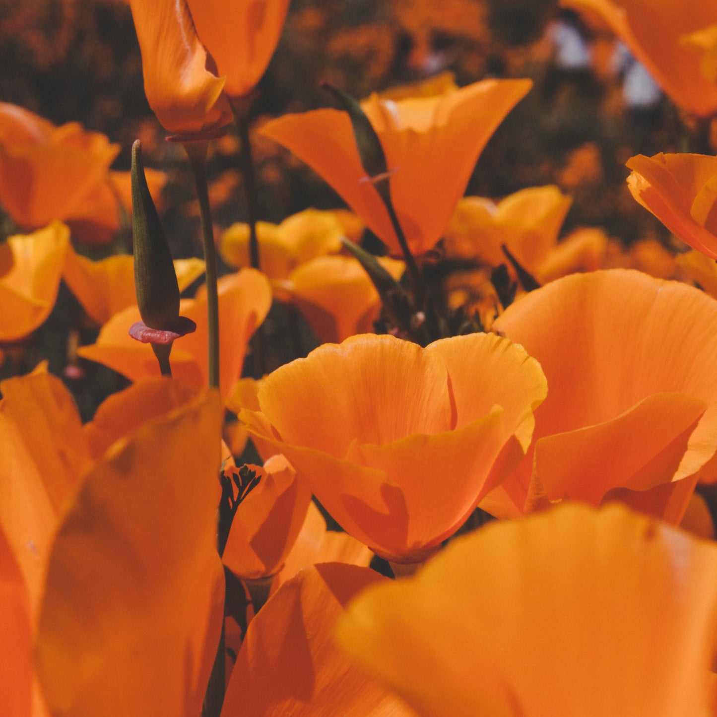 California Poppy